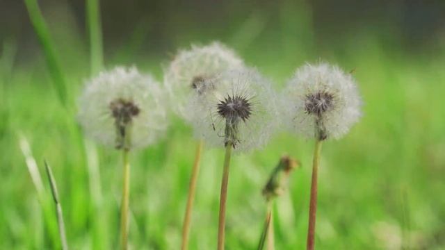 Ловим воблу часть вторая смотреть онлайн