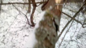 Конец 1 сезона Атомный лес