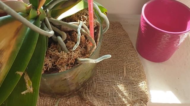 Невероятное цветение орхидеи Buddha's Treasure#Обзор цветущих адениумов смотреть онлайн