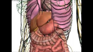 Краткий обзор строения человека - Анатомия просто!