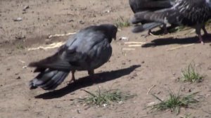 ГОЛУБЕЙ ГОНЯТЬ В ОБЕД!!! ГОЛУБИ УТРОМ РАНО СОННЫЕ!!! 25.06.21г.