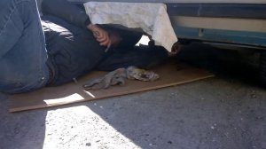 Замена моторного масла жигули класика на примере ВАЗ 2105 ЛАДА