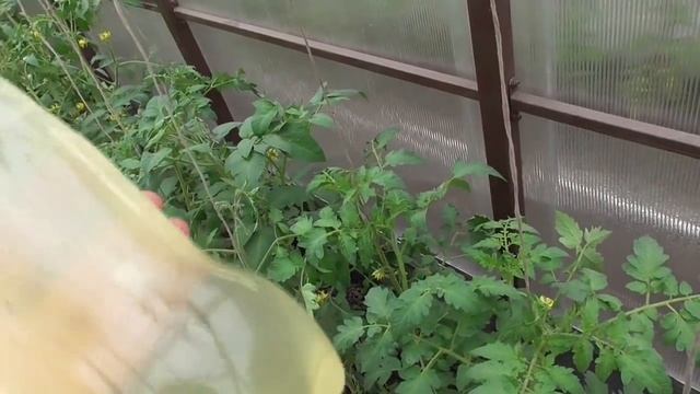 Обработка Томатов Сывороткой. Народные Средства.