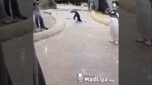 Пингвин смешно прыгает от счастья