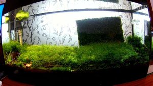 Задний фон аквариума / Moss