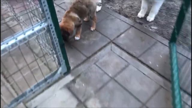 Щенки в хороших руках  Новости от Дуни,Джекки и Жучки