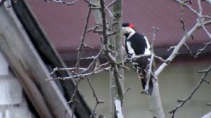 Красивий птах на Canon PowerShot SX530 HS Beautiful bird