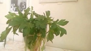 ИЗБАВЛЯЕТ ОТ ЛИШНИХ КГ И ВЫВОДИТ ШЛАКИ РУДБЕКИЯ РАССЕЧЁННАЯ 14.04.2017