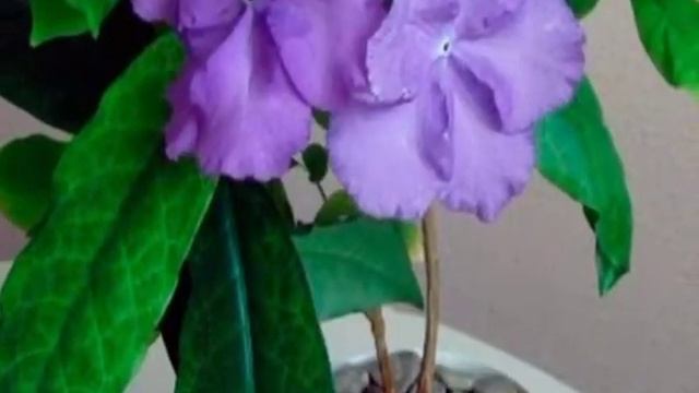 XONA GULLARI ORASIDA ZAHARLI VA XAVFLI BO'LGAN GULLAR HAQIDA MA'LUMOT