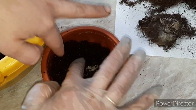 Как пересадить глоксинии? смотреть онлайн