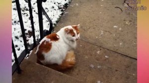 ЗИМНИЕ ПРИКОЛЫ 2018/ДО СЛЁЗ СМЕШНЫЕ ПРИКОЛЫ ПРО ЖИВОТНЫХ 2018/ЗИМНИЕ ПРИКОЛЫ ПРО ЖИВОТНЫХ 2018.КОТЫ