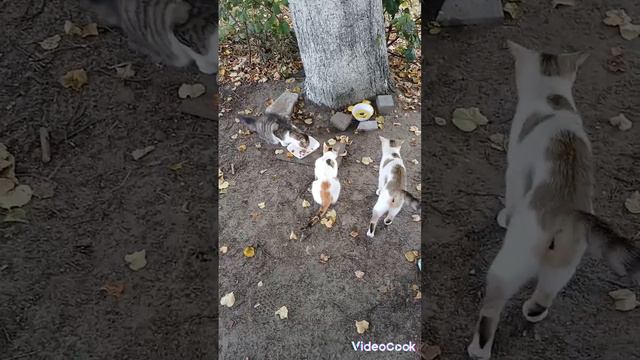 Твори Добро 🐈💕