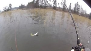 Спиннербейт в ноябре. Поимка крупной щуки в отвес.