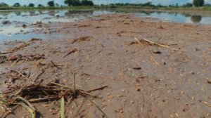 How To Grow Rice By Seed Sowing - Rice Farming From Seed To Harvest - Methods Of Rice Seed Sowing