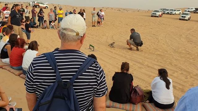 Соколиная охота в пустыне Дубай. Ручные птицы для добычи трофеев. И мы с большими глазами.