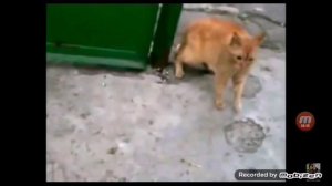 Драки котов