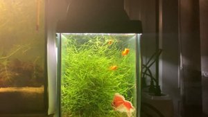 ПЕТУШКИ В НАШИХ АКВАРИУМАХ l САМЫЕ КРАСИВЫЕ АКВАРИУМНЫЕ РЫБКИ?? l КРЕВЕТОЧНИК, МАЛЬКИ И ПЕТУШКИ