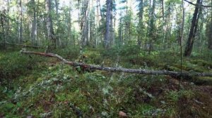 Сбор кедровых шишек тайга дает возможность стать миллионером