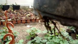 Пеларгония обзор маточников обрезанных в конце декабря