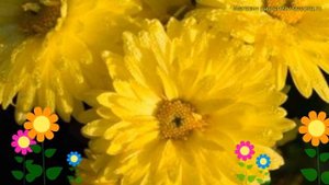 Хризантема корейская. Краткий обзор, описание характеристик chrysanthemum koreanum Цитрус