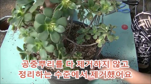 다육 식물 까라솔키우기①  Aeonium kiwi succulent Plant смотреть онлайн
