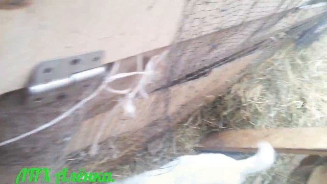 Наши маленькие козлята (купленые)... Кормление заменителем молока... Какой разный характер и темпер смотреть онлайн