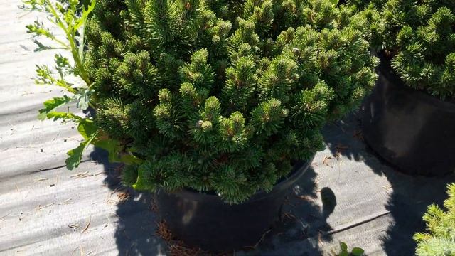Сосна горная "Шервуд Компакт" Pinus mugo "Sherwood Compact" смотреть онлайн