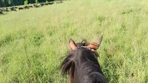 Как пасти коров