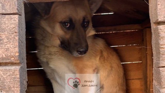 Привет от хвостиков из приюта «Дом Добра»!
