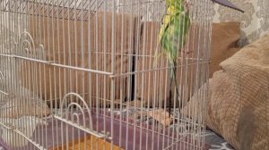 Нам купили ПОПУГАЯ Чико /#видео #попугай #купить #обзор