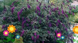 Буддлея давида Блэк Найт (Black Knight). Краткий обзор, описание характеристик, где купить саженцы