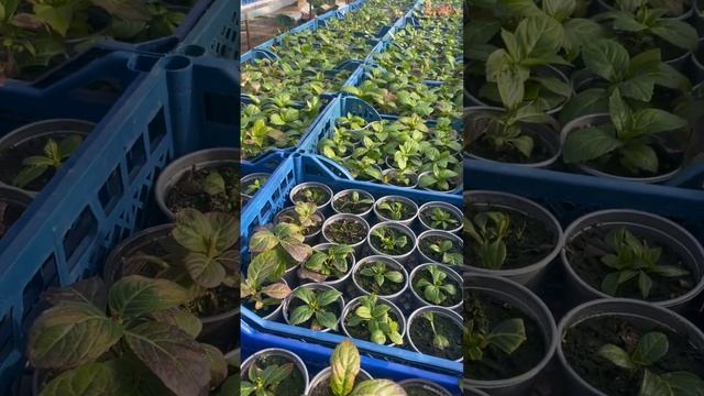 1 декабря!Тепло как весной!? смотреть онлайн