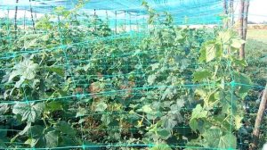 Используйте эти ПОДСКАЗКИ !  Выращивайте ВКУСНЫЕ огурцы в открытом грунте !