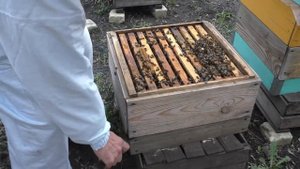 Расширение пчелосемей в нестандартных ульях на 145 рамку