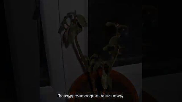 Крассула Овата Crassula ovata — что за цветок
