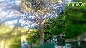 Ливанский кедр в Джанхоте (Видеоблог Евгения Степанова)