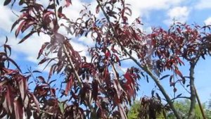 Борьба с муравьями на деревьях. Простой и дешёвый способ