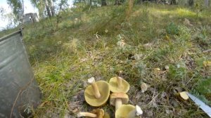 Белые грибы на острове в начале сентября?Нашел странный гриб - Синеет от вида ножа.