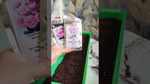 Секреты выращивания Эустомы. Как вырастить Эустому?