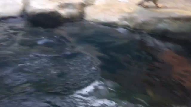 Московский Зоопарк (Москва, 18.06.2019) смотреть онлайн