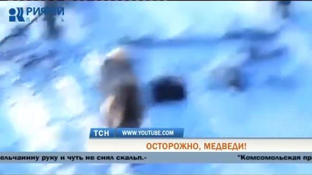 В Пермском крае собака спасла хозяина от медведя