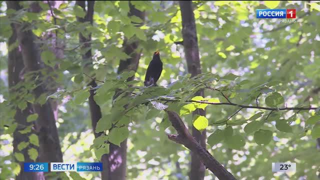 Многоголосный концерт дают птицы в рязанских парках