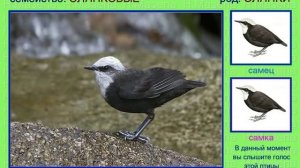 Оляпка. Водяной воробей, дрозд. Голоса птиц