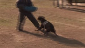 Кане корсо на Чемпионате Украины по СС и СС-2  2013