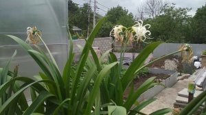 Гиппеаструмы в саду.