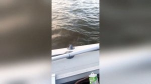 Рыбалка на сома. Огромный сом. Сом на квок. Ловля сома. 18+