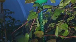 Кузнечик певчий  (Tettigonia cantans) - 1