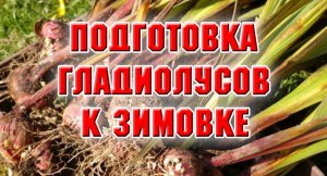 Подготовка гладиолусов к зимовке