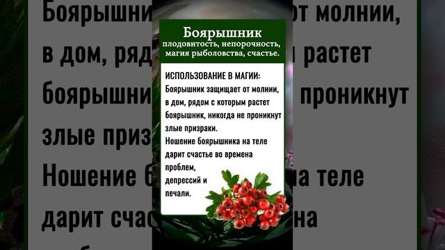 МАГИЧЕСКИЕ СВОЙСТВА РАСТЕНИЙ | Боярышник