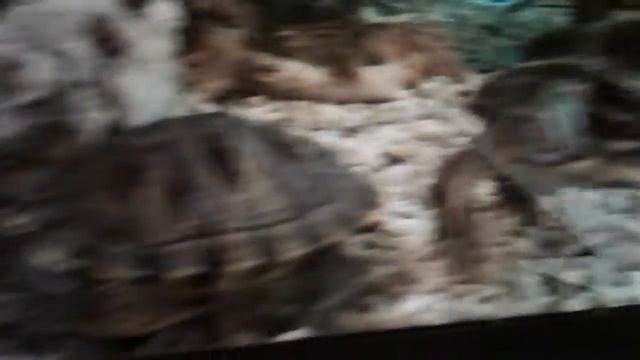 Черепахи сдохли смотреть онлайн